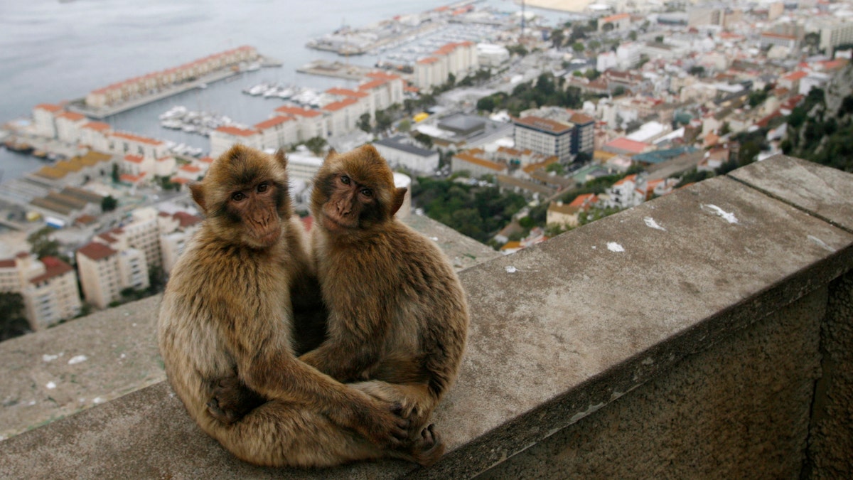 GIBRALTAR-MONKEYS