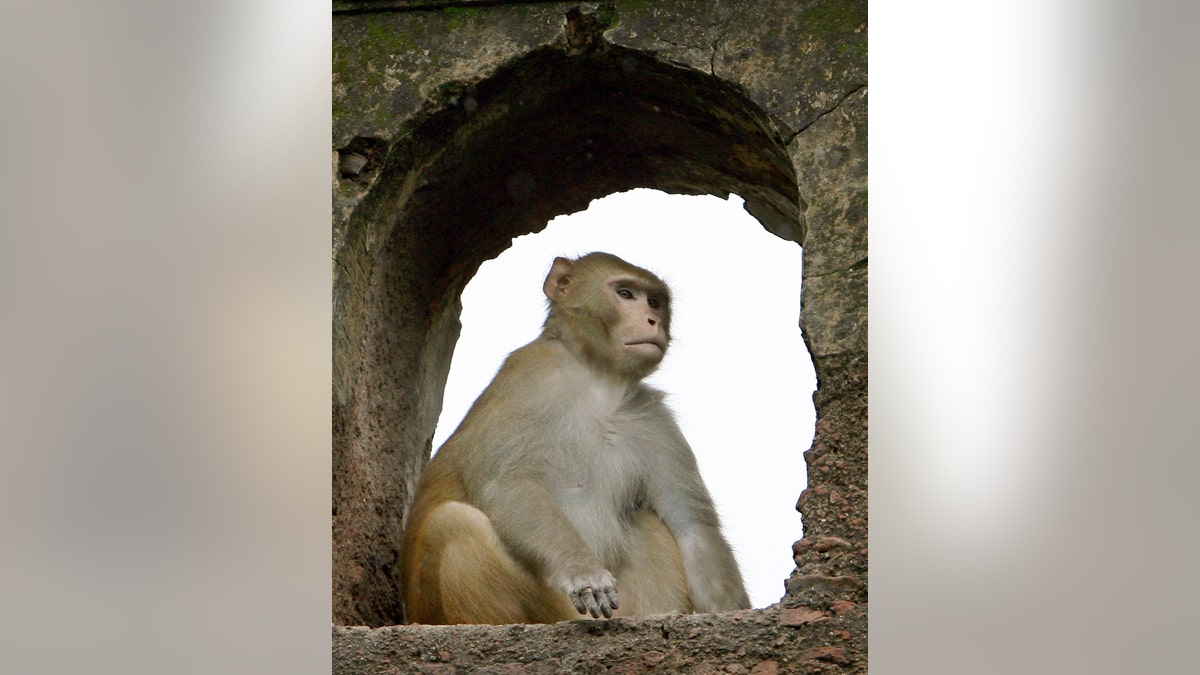 MonkeyIndia3