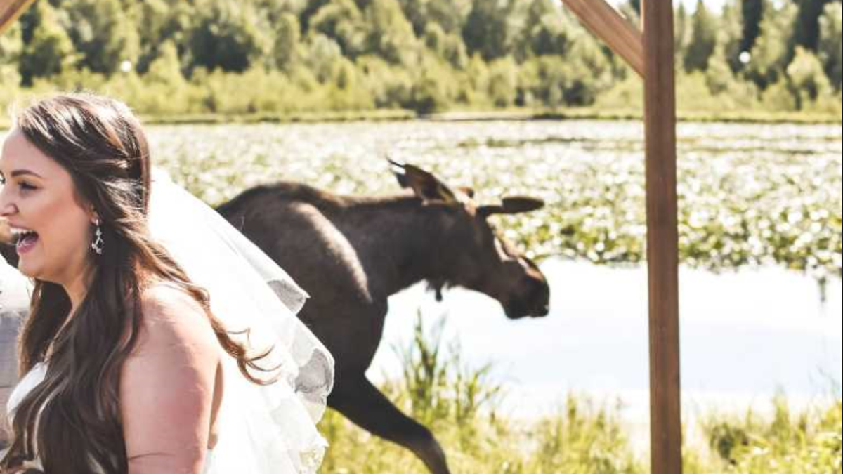 Moose wedding
