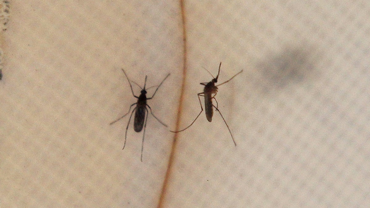 A delicious hill, as mosquitoes about the West Nile Virus increases nationwide and confirmed by the County County Mosquito and Vector County Mosquito is Vigrilo Mosquito in the remaining water throughout the remaining water. (Photo by Justin Sullivan / Getty Pictures)