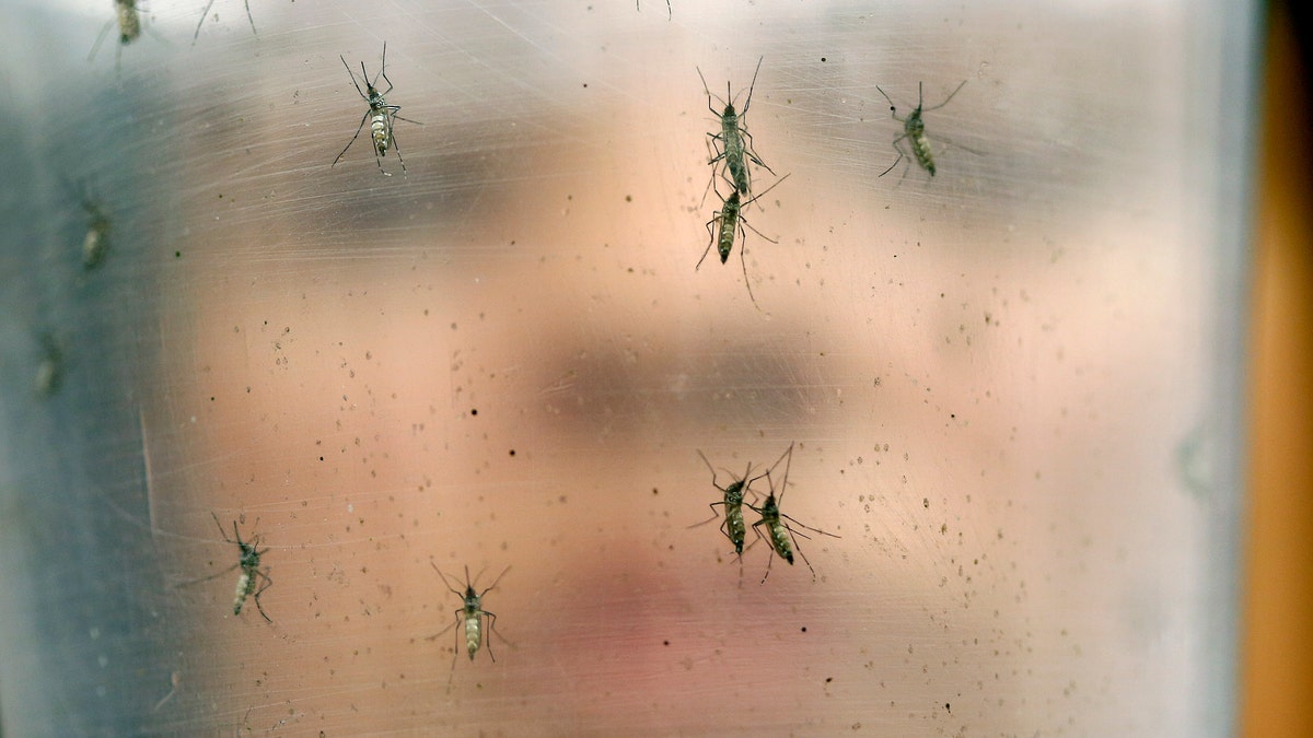 Zika Genetically Modified Mosquitoes Things to Know