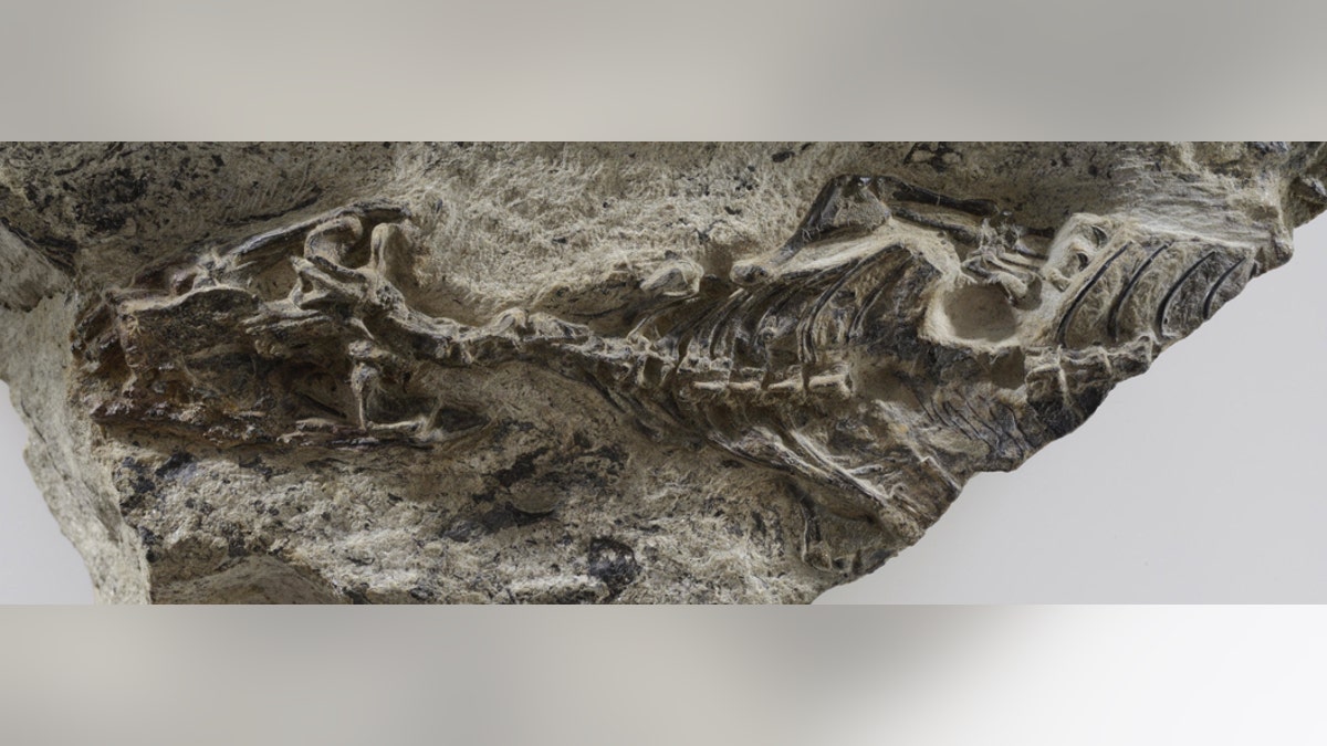 mother of all lizards fossil