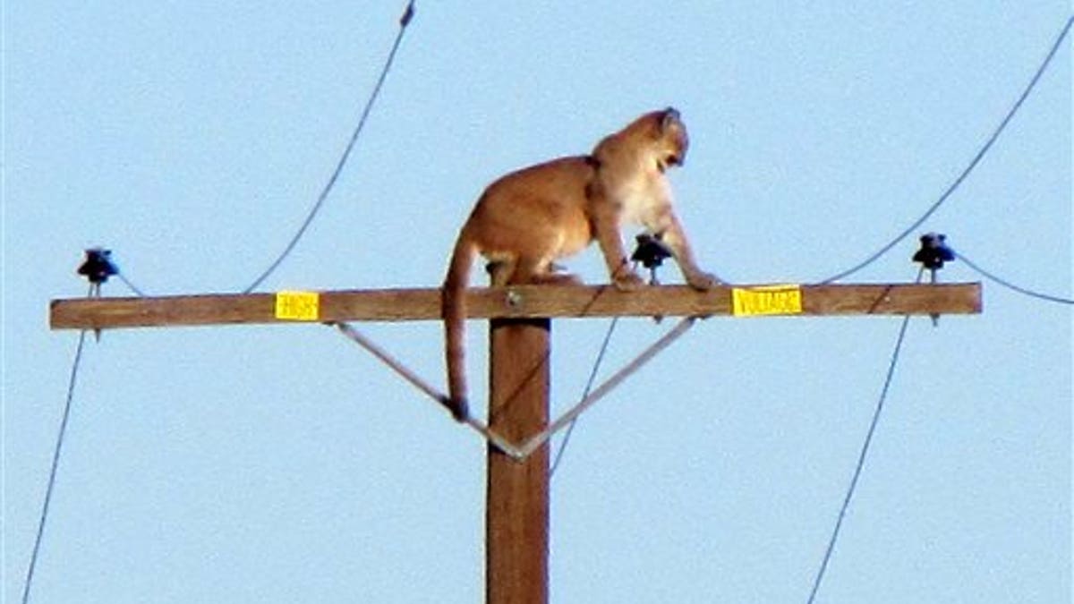 Cougar Climbs Power Pole