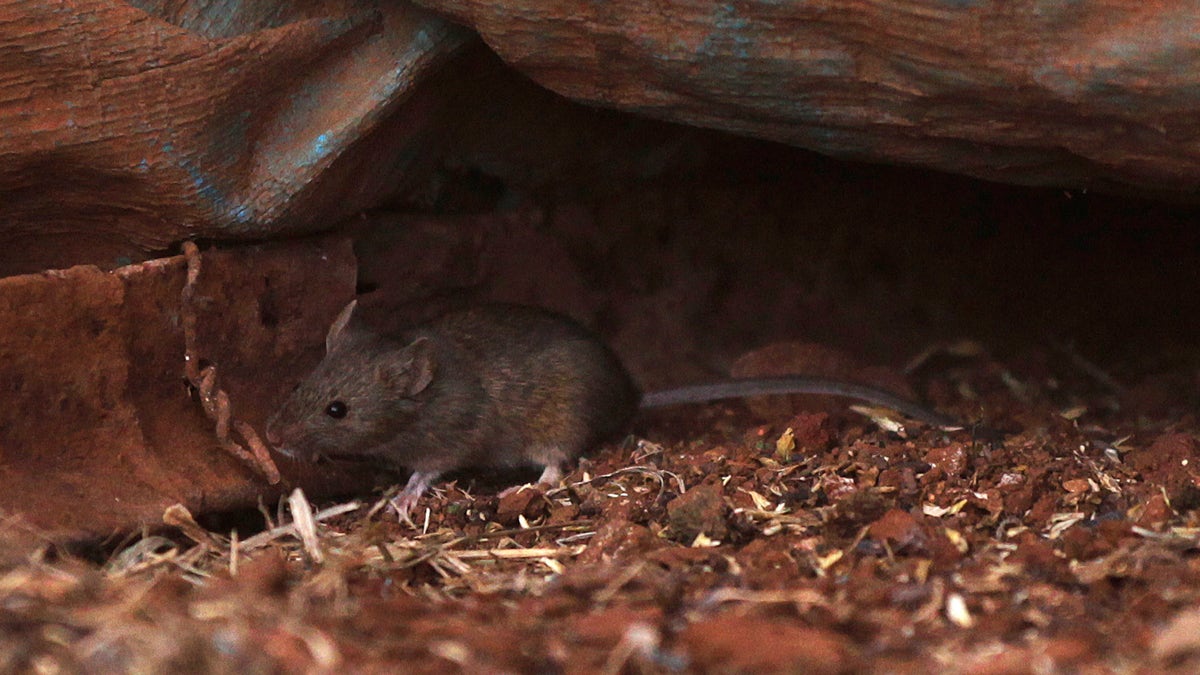 AUSTRALIA-CROPS/MICE