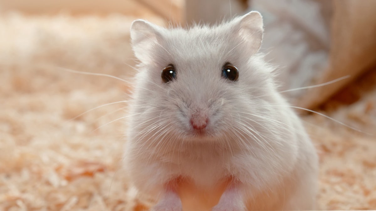 mouse istock