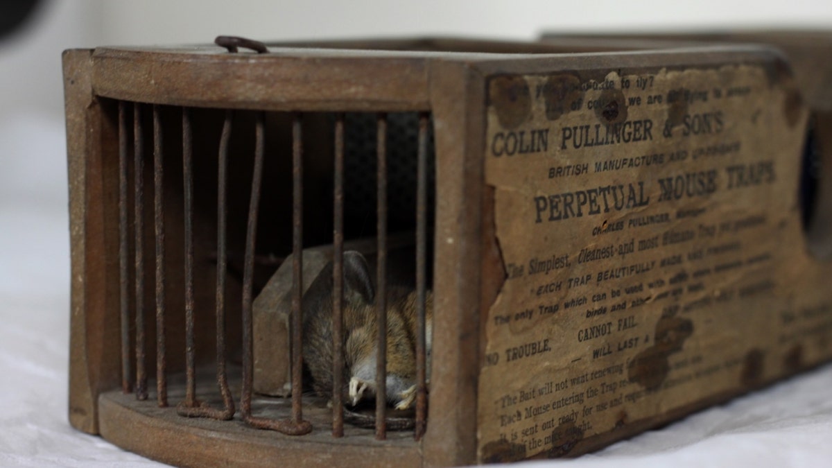 Mouse Trap History - Build a Better Mousetrap