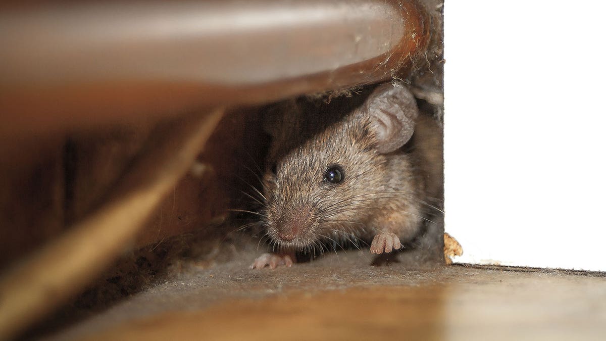 mouse under stove istock