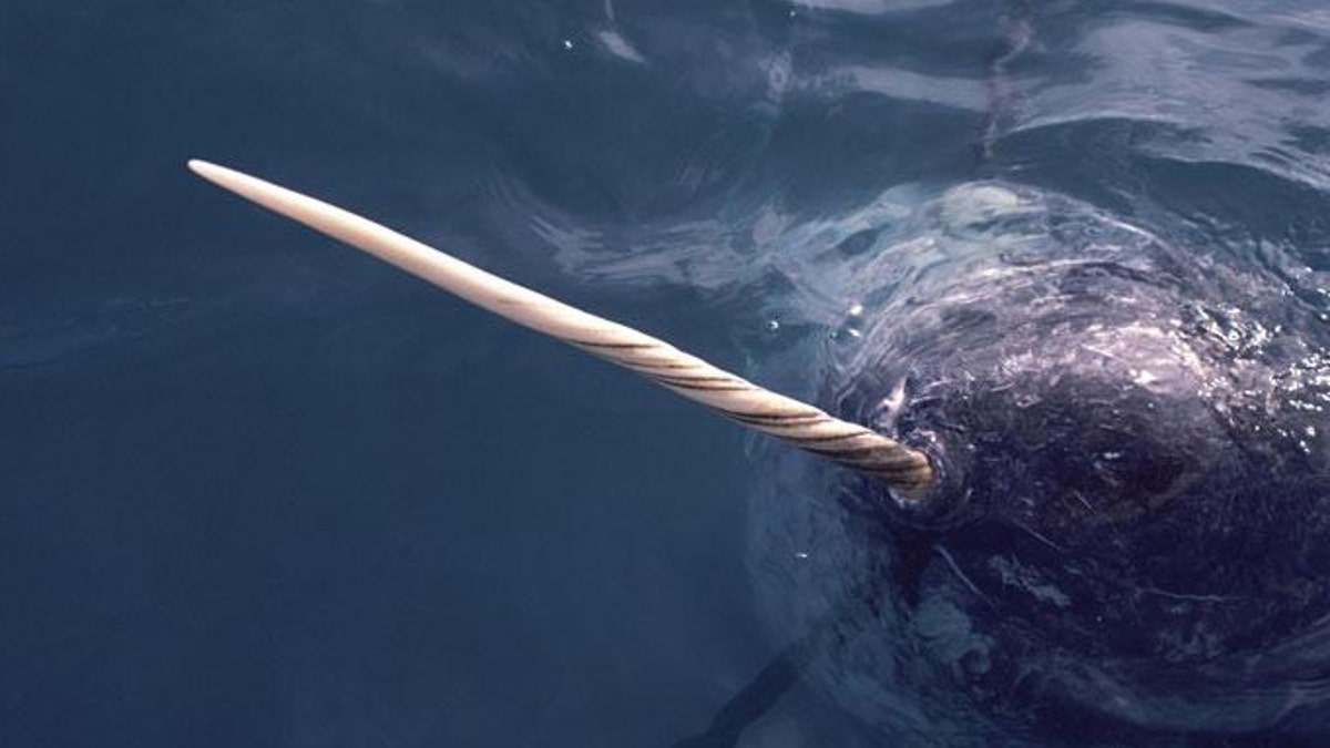 File photo: A narwhal in the waters off northwest Greenland.