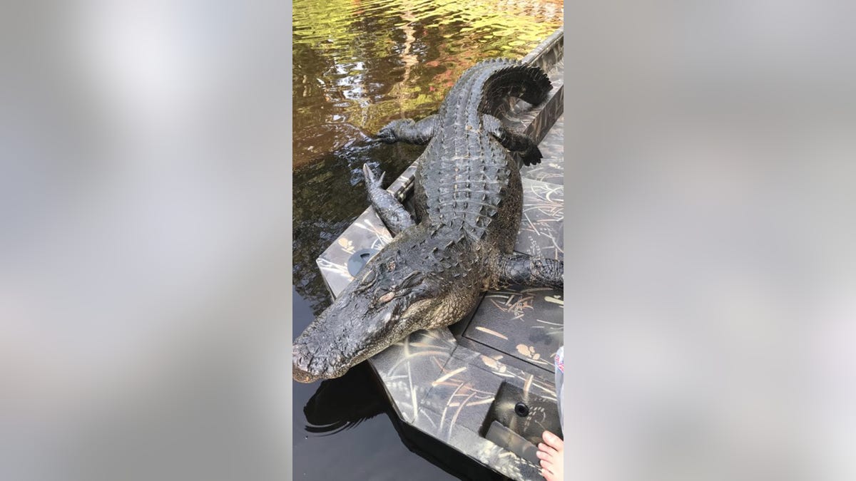 dead alligator 723b