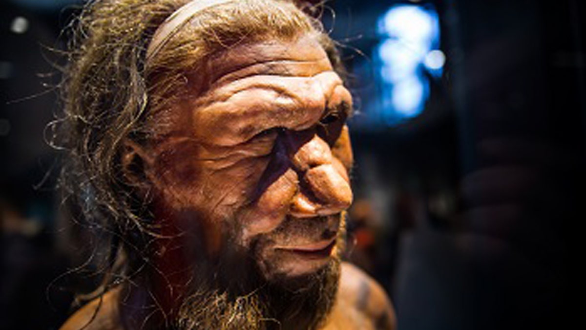 23047577-neanderthal