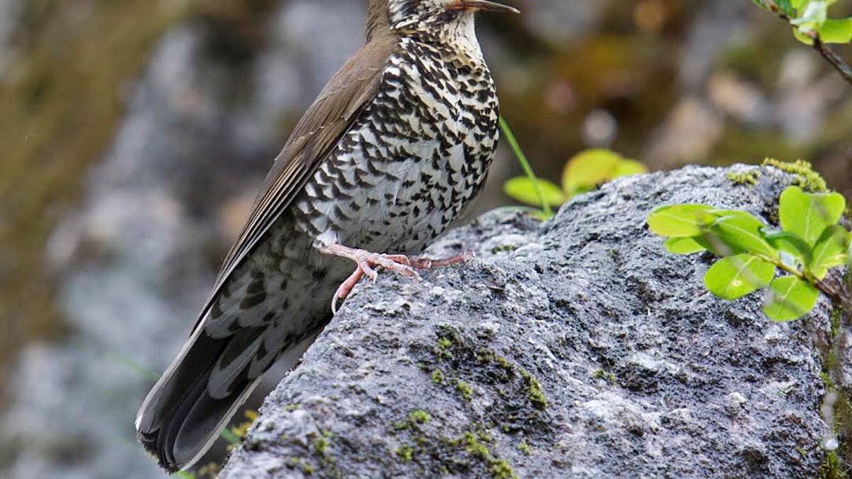 India bird