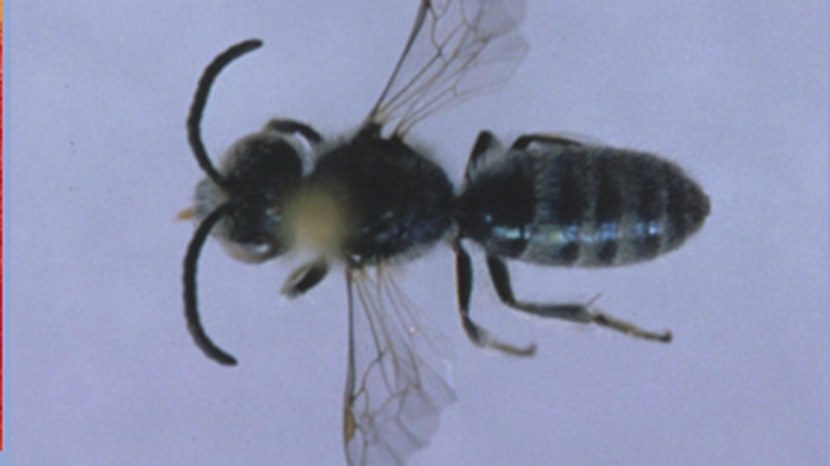 A closeup of a sweat bee, which is the size of a sesame seed. 