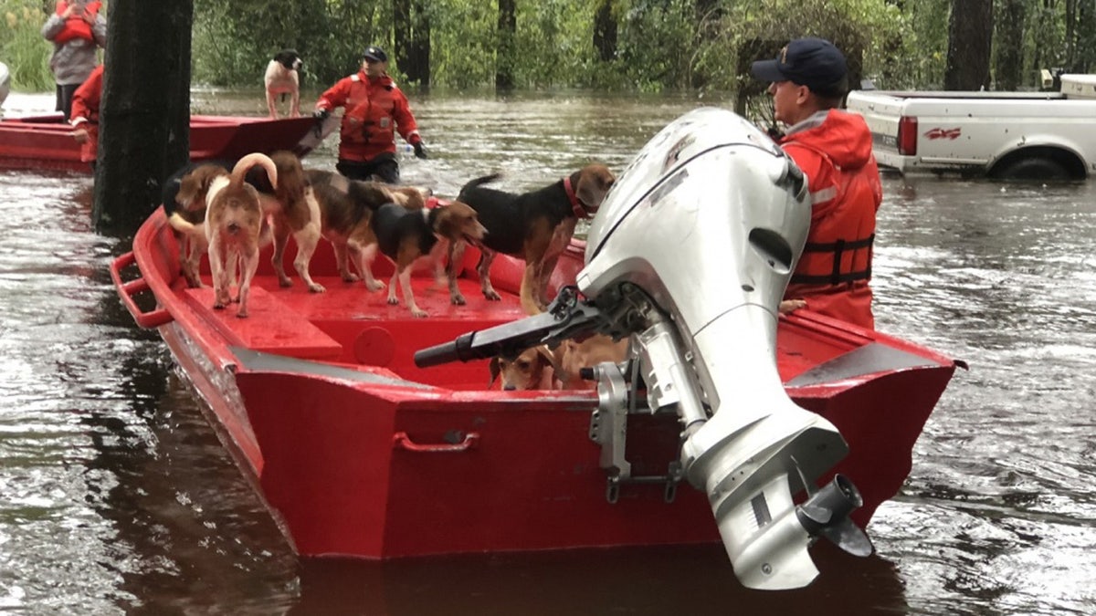 North Carolina Animal Rescue 2