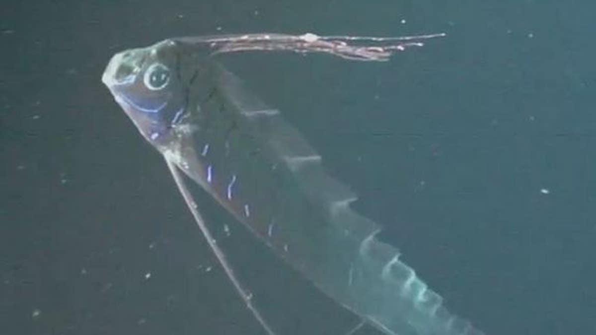 Sea serpent? Video shows 26-foot-long, deep-sea oarfish | Fox News Sea serpent? Video shows 26-foot-long, deep-sea oarfish | Fox News