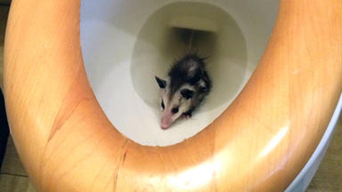 Opossum in Toilet