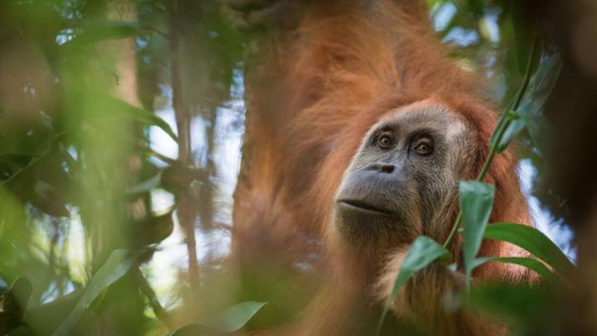 OrangutanNewSpecies