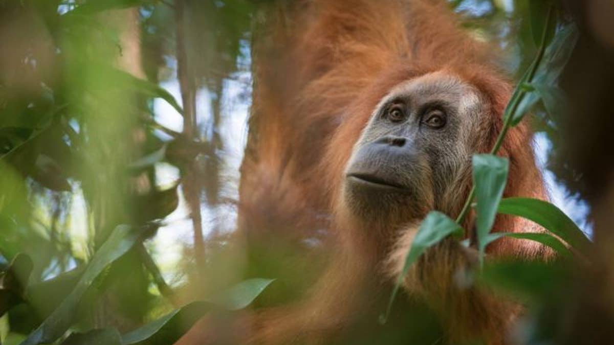 OrangutanNewSpecies