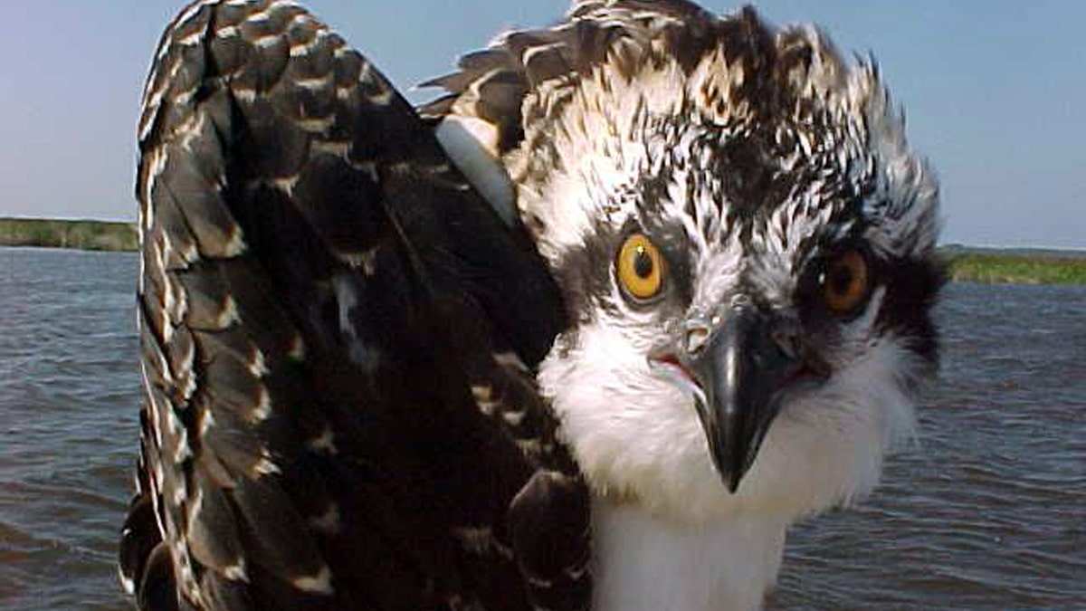 This 2017 photo from a U.S. Fish and Wildlife Service motion-activated camera shows an osprey poses at the Back Bay National Wildlife Refuge in Virginia. Motion-detecting wildlife cameras are yielding serious science as well as amusing photos. From ocelots in the desert to snow-loving lynx high in the Northern Rockies, remote cameras are exposing elusive creatures like never before. (U.S. Fish and Wildlife Service via AP)