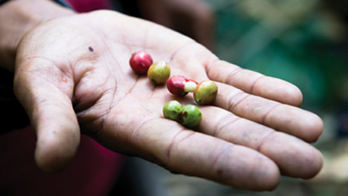 Raw Coffee Beans