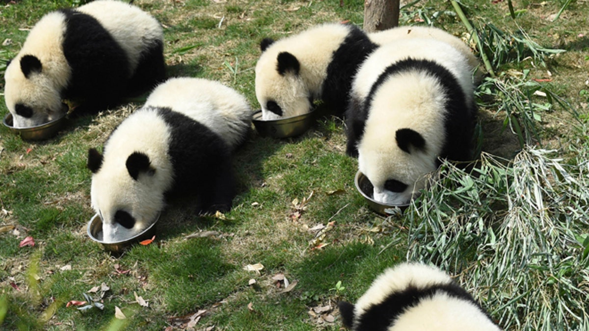 China Panda Killing
