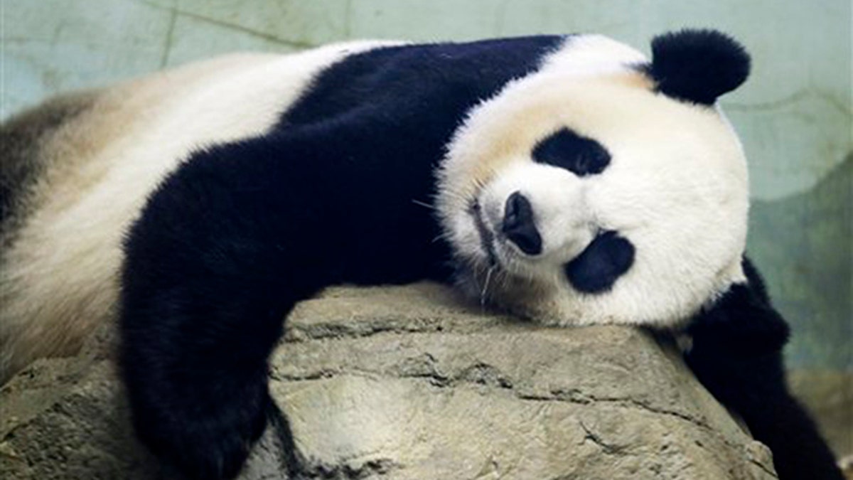 The Smithsonian National Zoo's Giant Panda Mei Xiang, mother of panda youngster Bao Bao who was born Aug. 23, 2013, sleeps in the indoor habitat at the zoo in Washington, Wednesday, Aug. 12, 2015. (AP Photo/Jacquelyn Martin)