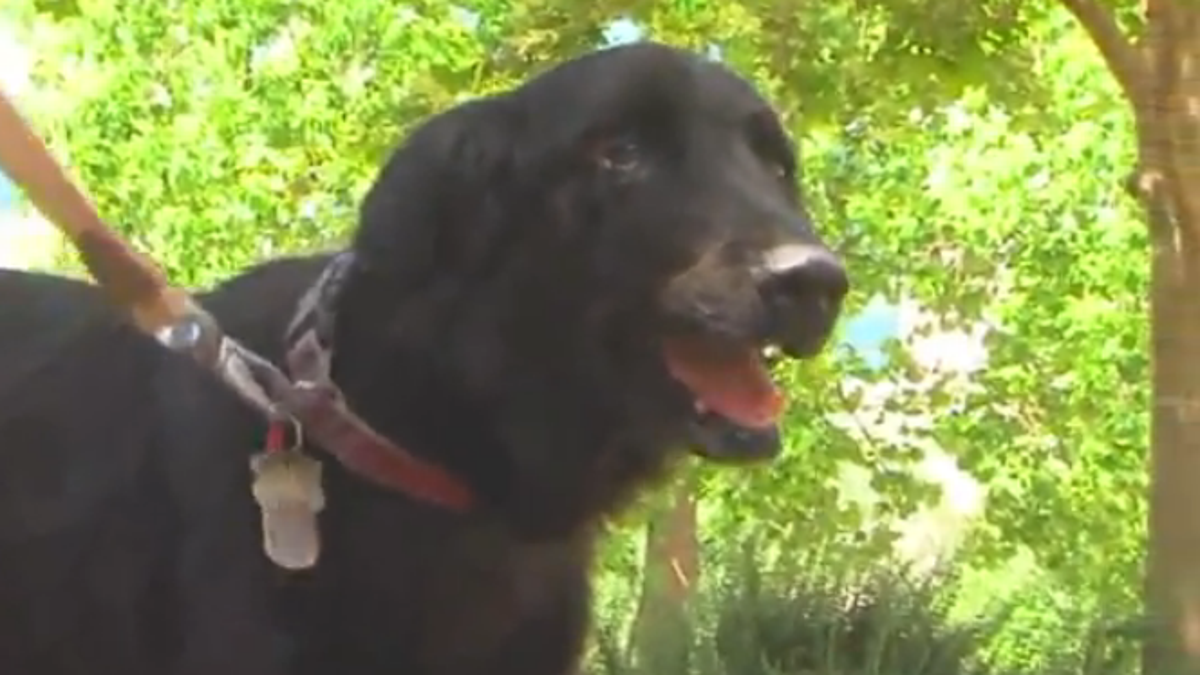 paralyzed border collie fox 40