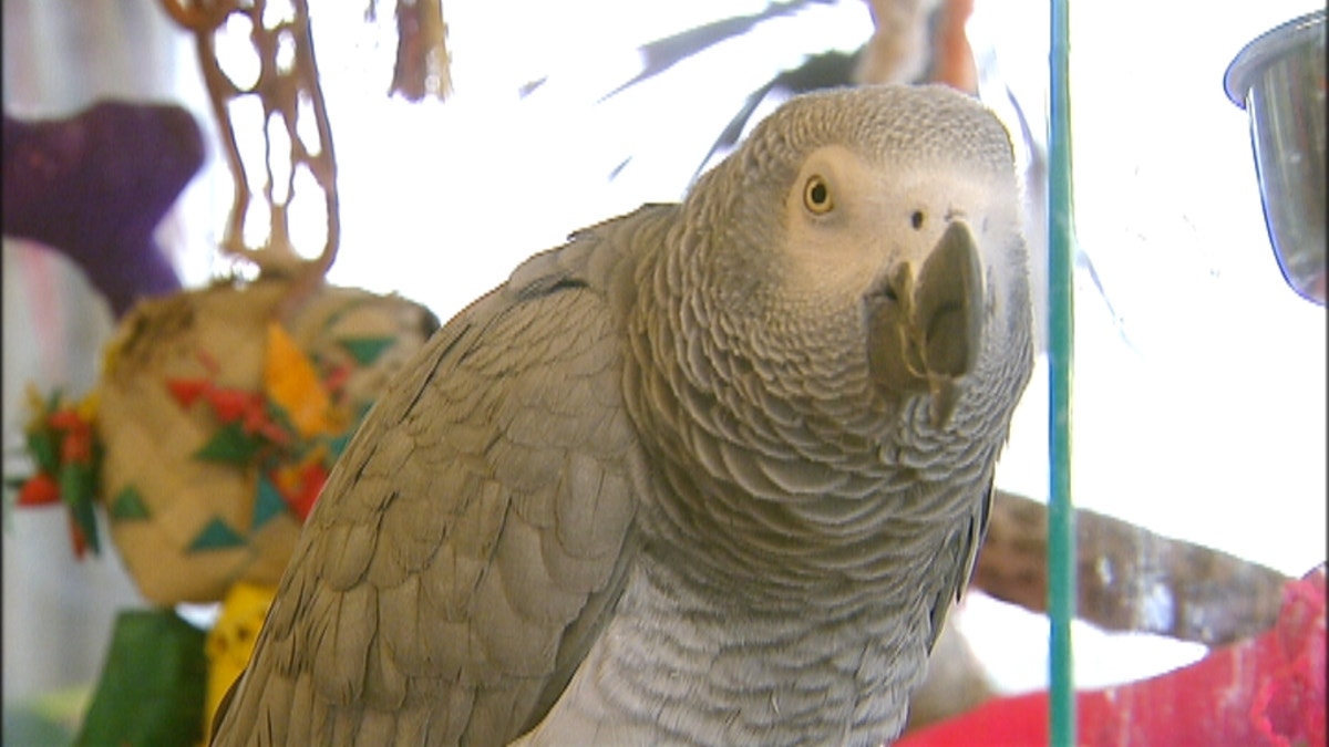 African grey store alexa