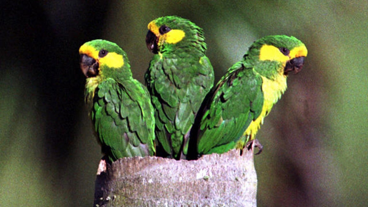 211 Parrots Rescued from Poachers in Paraguay Fox News