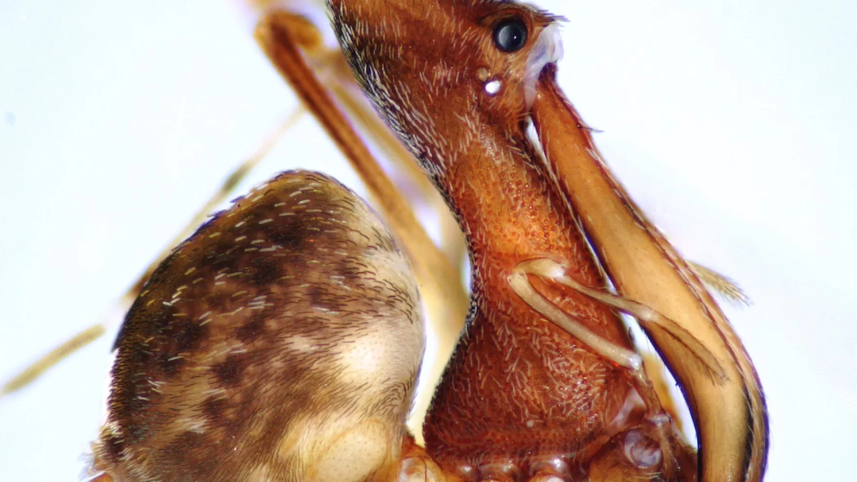 pelican spider