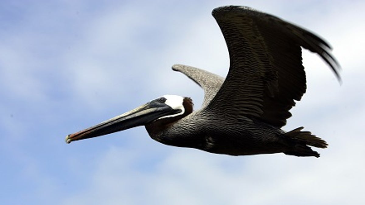 A brown pelican (pelecanus occidentalis) flies over Ecuador's Galapagos islands April 30, 2007, where British naturalist Charles Darwin conceived his theory of evolution. Growing tourism  has conservationists worried over damage to the volcanic islands' unique ecosystem. REUTERS/Guillermo Granja(ECUADOR) - GM1DVDTEHKAA