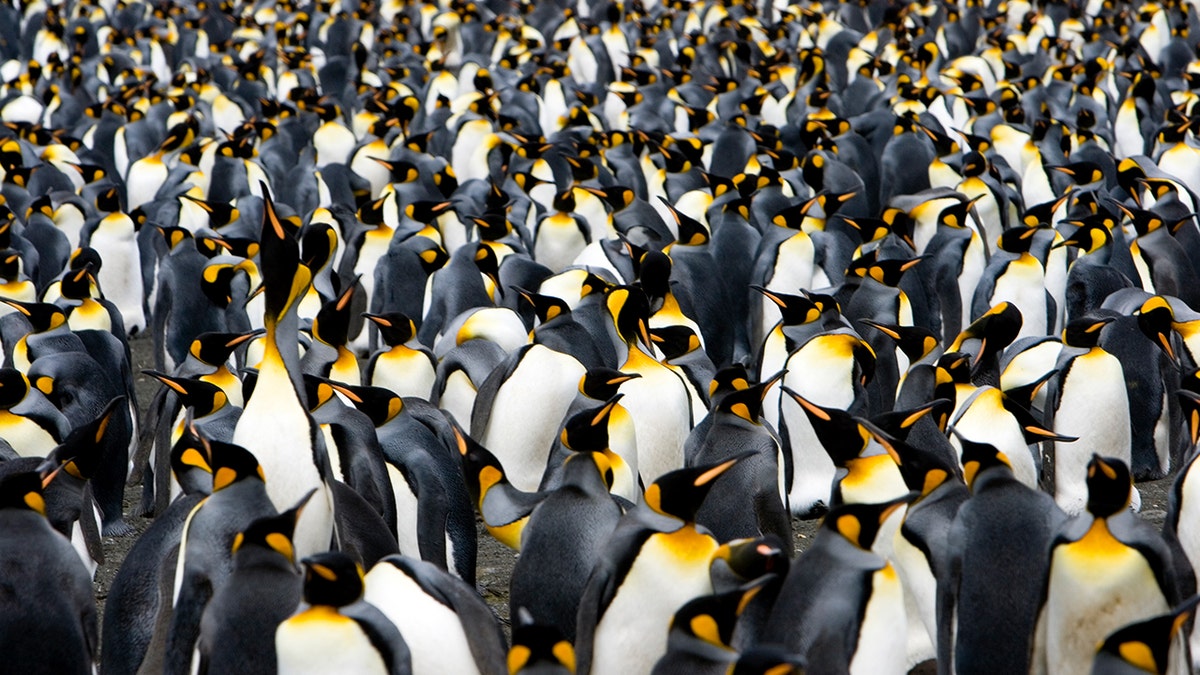 penguins istock