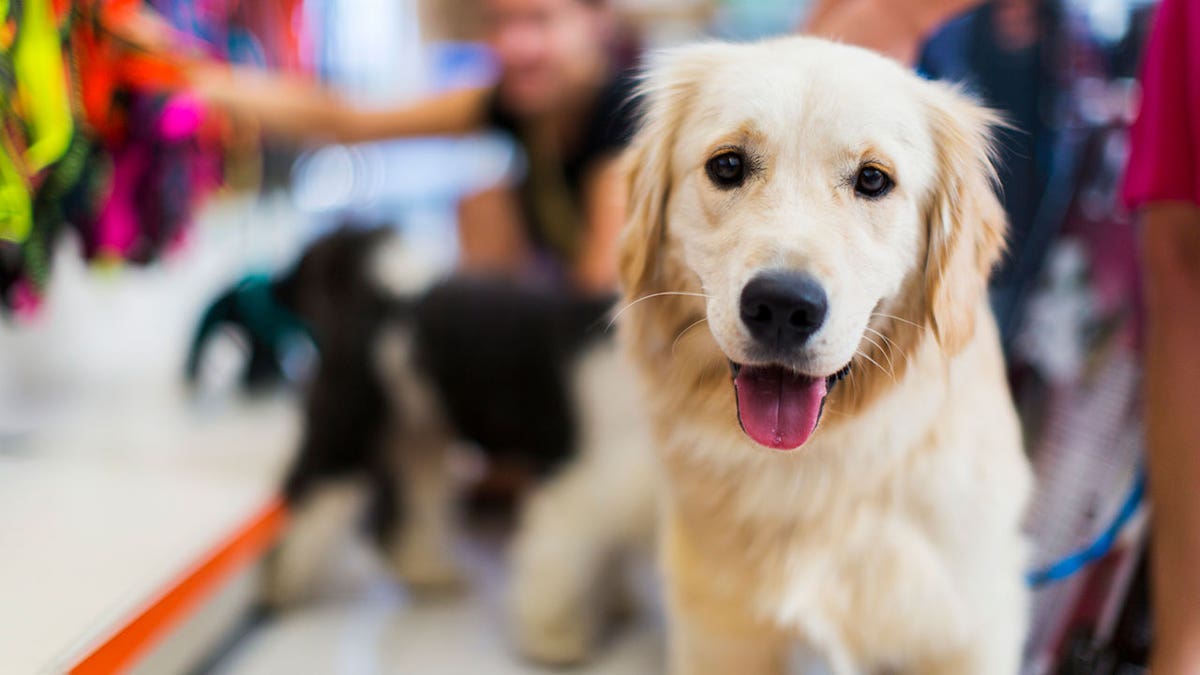 pet store istock