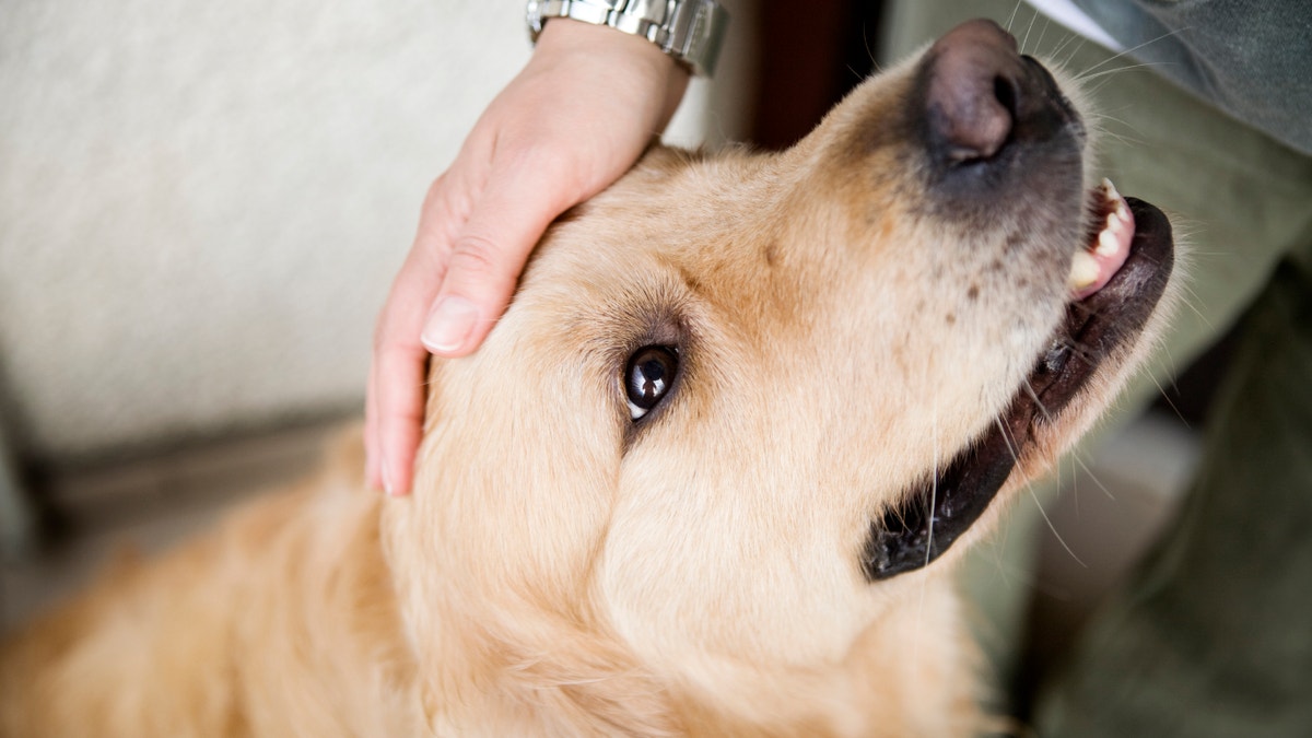 Hand caressing dog's head