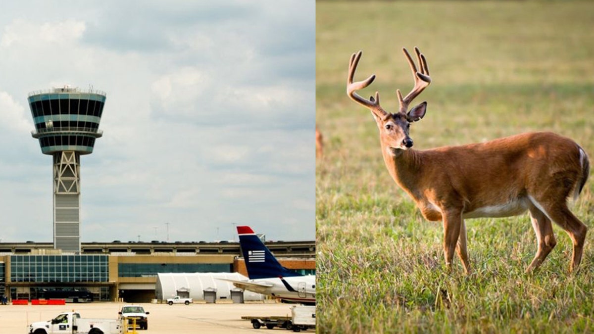 philly airport deer istock