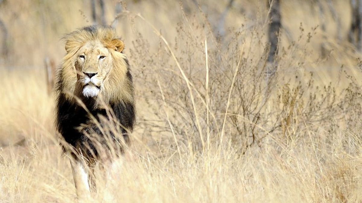 africa lion attack