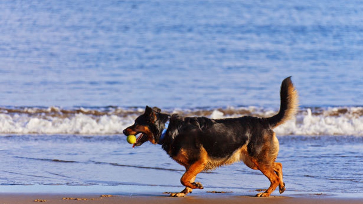 dog on the beach