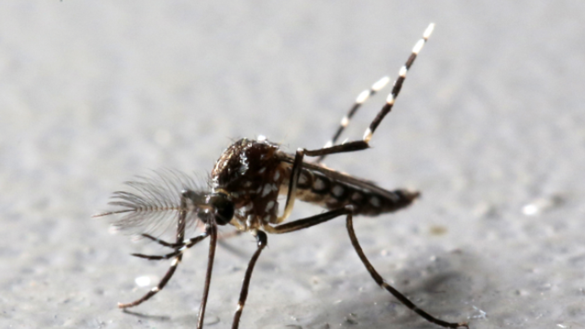 zika mosquito reuters