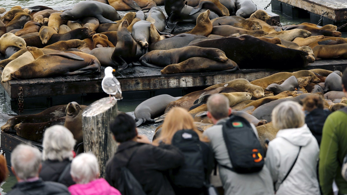 Pier39sealions