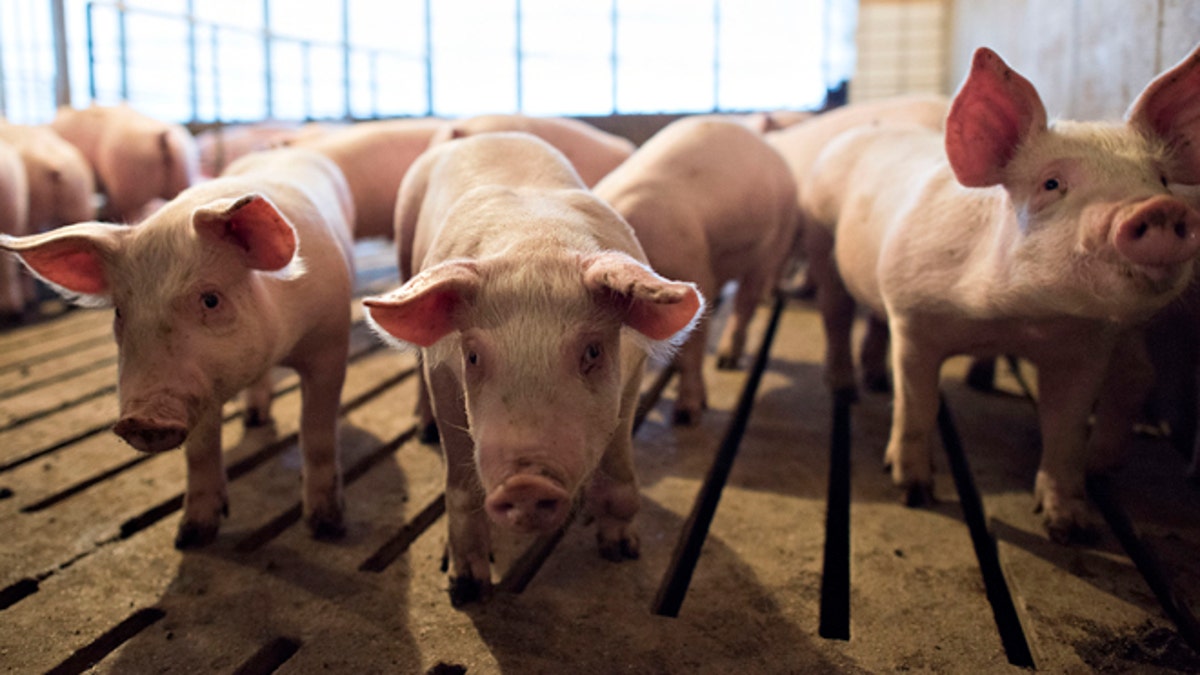 Several-week-old pigs stand in a pen inside a barn in Iowa.