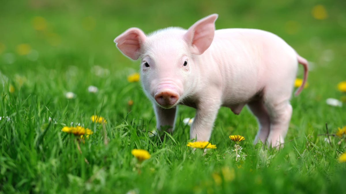 Young pig on a green grass