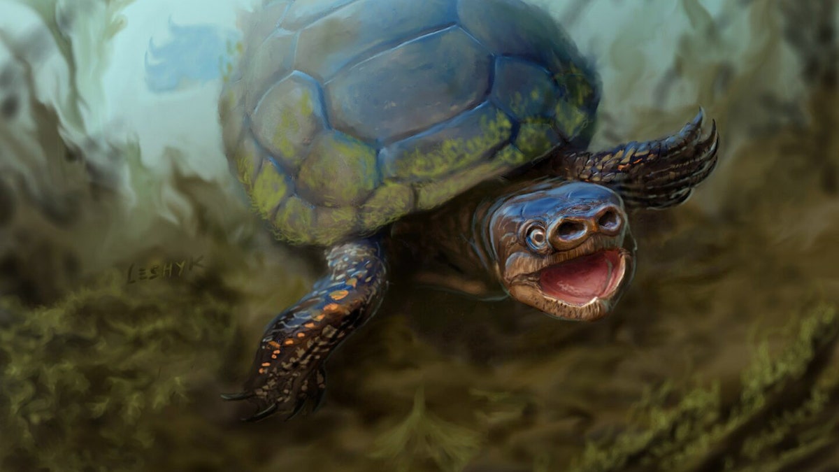 PigSnoutedTurtle