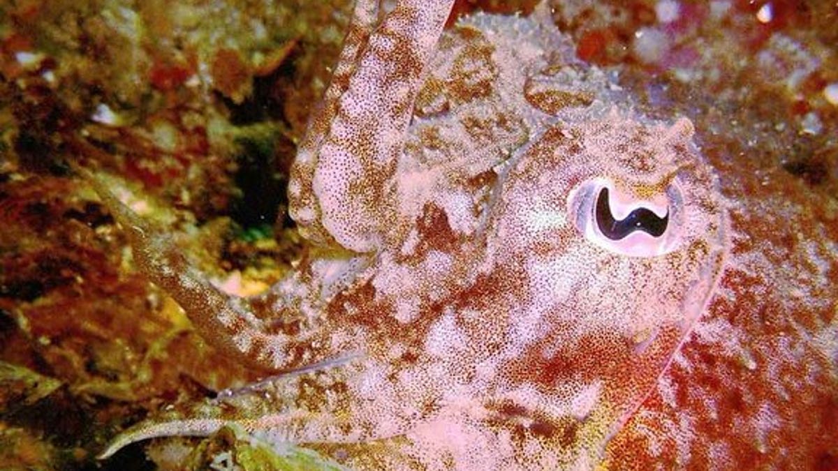 Makhluk seperti Squid berbelok ke kiri untuk menghindari predator