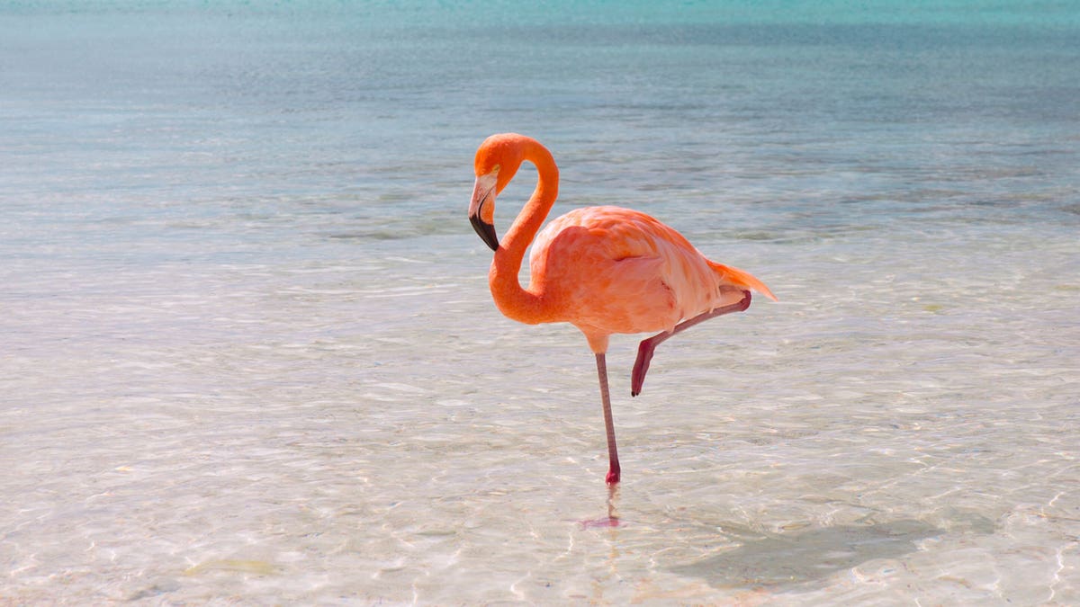 pink flamingo istock