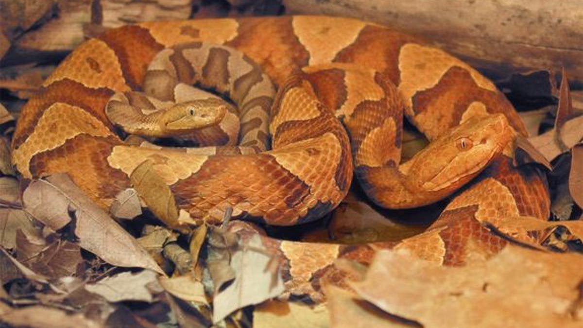 A female copperhead snake