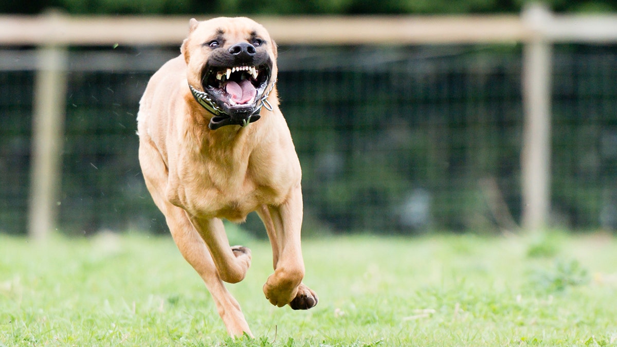 Large dangerous dog at large in the park