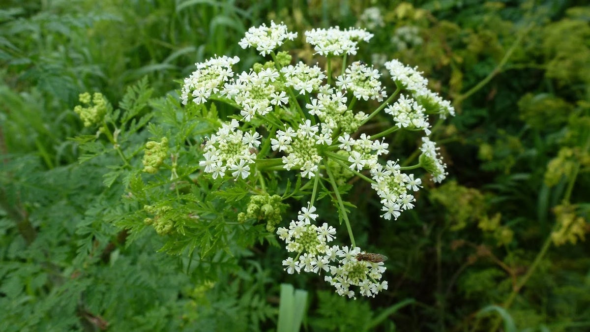 Hemlock яд. Ядовитые растения Америки. Цикута растение фото во весь рост.