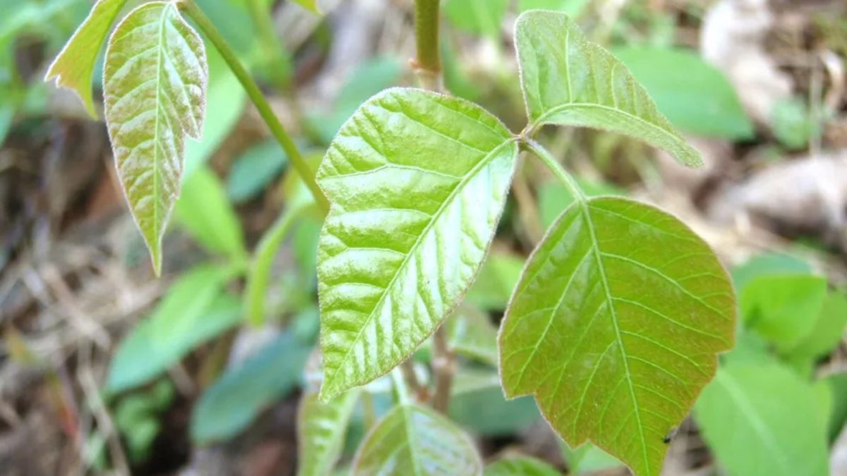 poison ivy young outdoor life