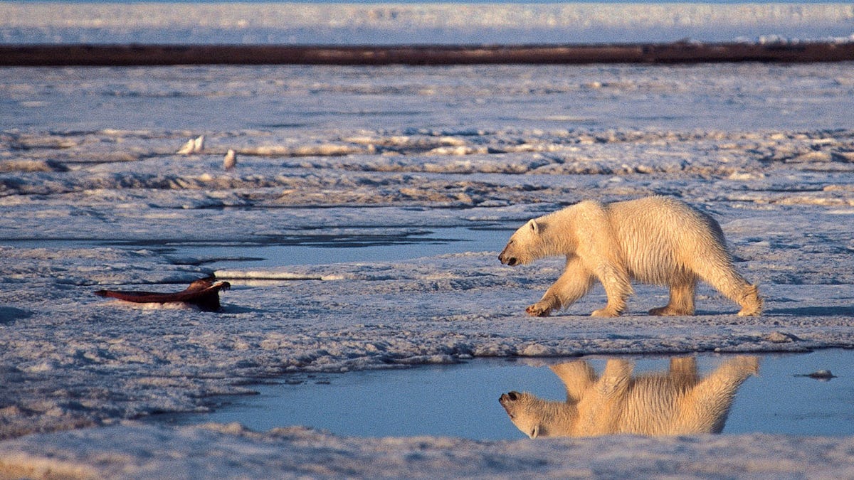 Polar Bear Scientist