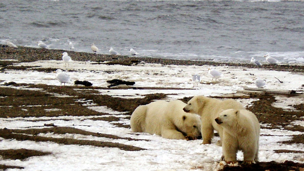 A polar bear sow and two cubs are seen on the Beaufort Sea coast within the 1002 Area of the Arctic National Wildlife Refuge in this undated handout photo provided by the U.S. Fish and Wildlife Service Alaska Image Library on December 21, 2005.  U.S. Fish and Wildlife Service/Handout via REUTERS  ATTENTION EDITORS - THIS IMAGE WAS PROVIDED BY A THIRD PARTY. EDITORIAL USE ONLY - RTSSOZO