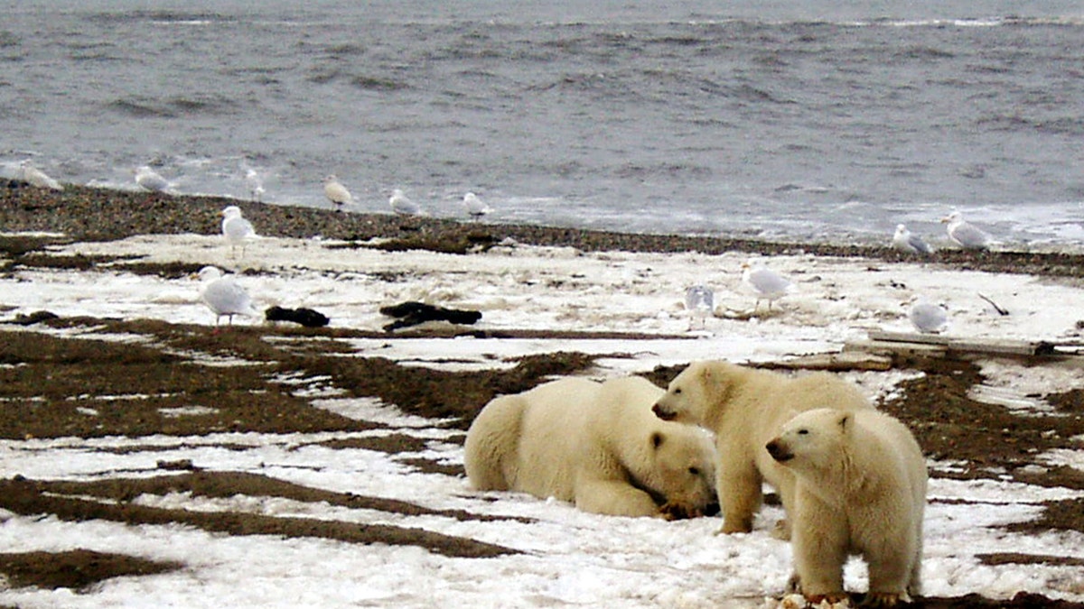 A polar bear sow and two cubs are seen on the Beaufort Sea coast within the 1002 Area of the Arctic National Wildlife Refuge in this undated handout photo provided by the U.S. Fish and Wildlife Service Alaska Image Library on December 21, 2005.  U.S. Fish and Wildlife Service/Handout via REUTERS  ATTENTION EDITORS - THIS IMAGE WAS PROVIDED BY A THIRD PARTY. EDITORIAL USE ONLY - RTSSOZO